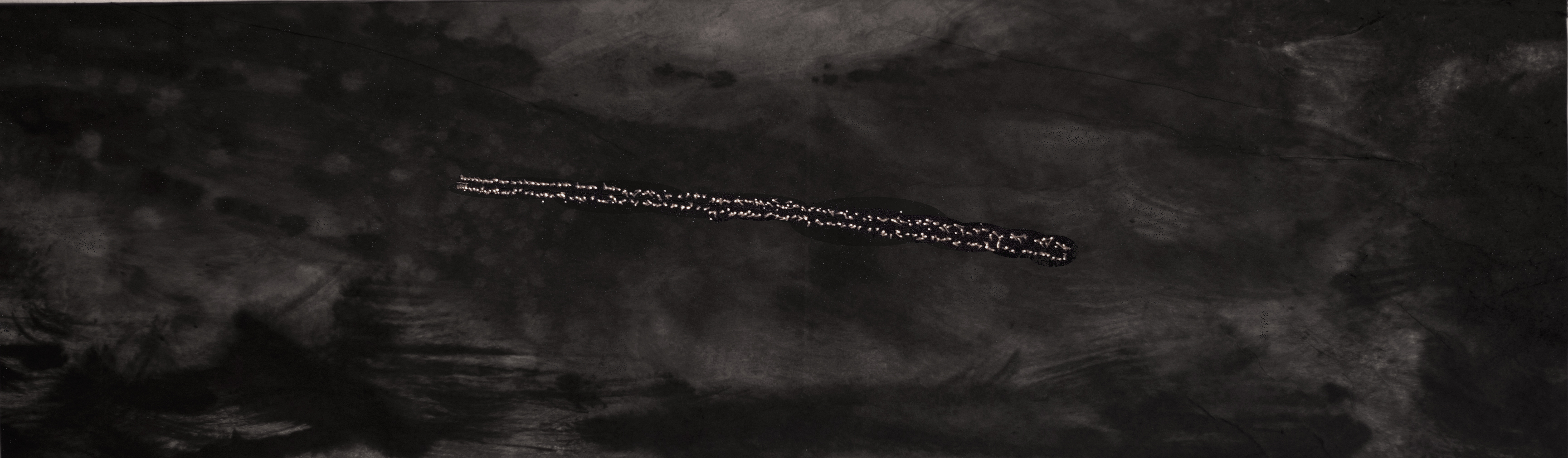 Birds in Darkness