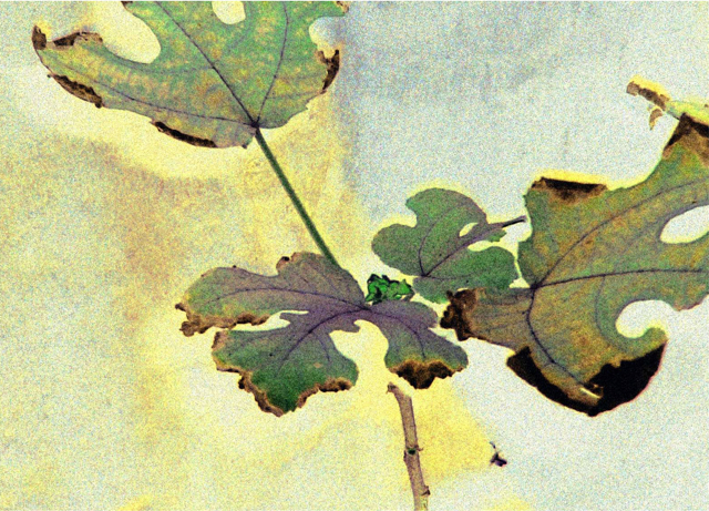 Leaf