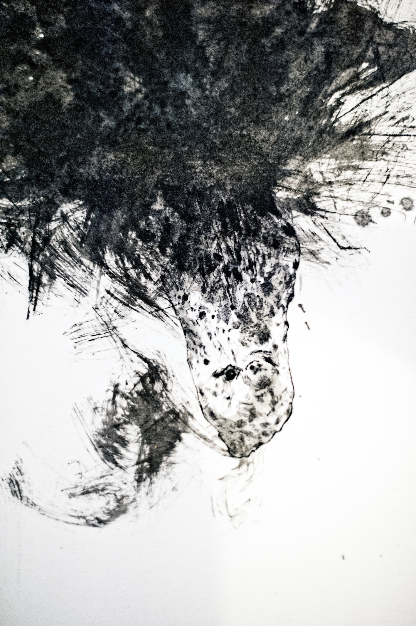 Animality II